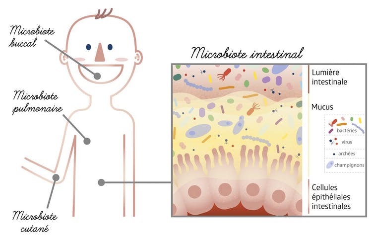 Dessin localisant nos principaux microbiotes, à l’interface entre nos organes et le milieu extérieur (peau, bouche, intestin, poumons, etc.)